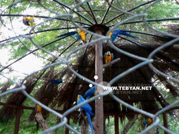 تصاويري زيبا و ديدني از جزيره کيش