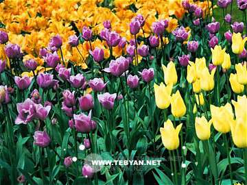 تصاويري زيبا و ديدني از کشور هلند