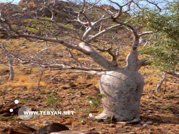تصاويري زيبا و ديدني از کشور استراليا