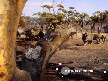 تصاويري زيبا و ديدني از کشور استراليا