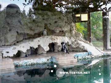 تصاويري زيبا و ديدني از جزيره کيش