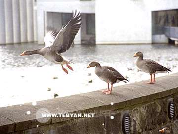 تصاويري زيبا و ديدني از کشور ايسلند