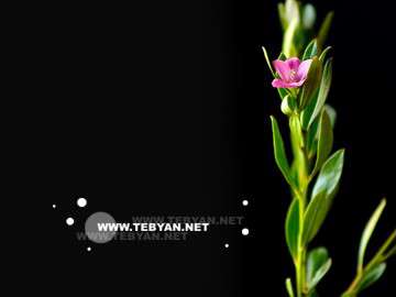 گل ها