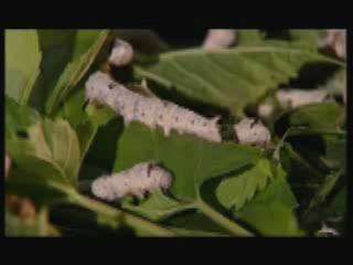 پیله - قسمت دوم