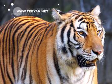 حيوانات وحشي