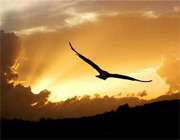 شکارچی با شکوه 2