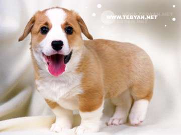 حيوانات اهلي