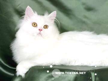 حيوانات اهلي