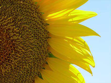 نيمه گل آفتابگردان