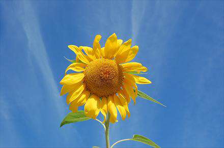 آفتاب در آسمان