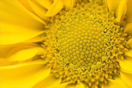 خورشيد درخشان