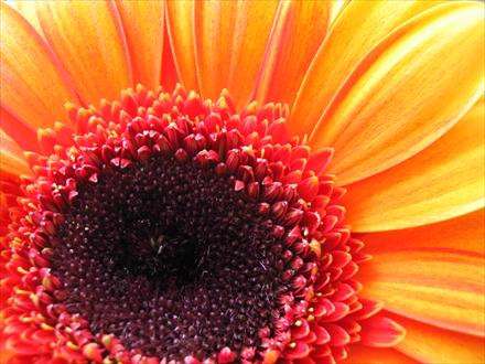 طلوع گل آفتابگردان