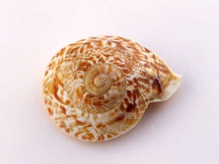 پوسته براق حلزون سيب