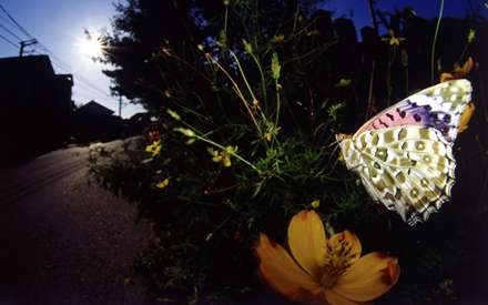 پروانه رنگارنگ