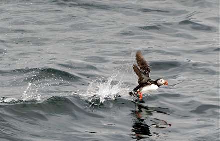پوفين (Puffin ) در حال بلند شدن از سطح آب