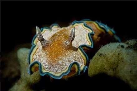 تصاوير زيبا از دنياي شگفت‌انگيز زير آب