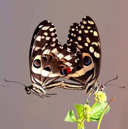 پروانه خال خالي