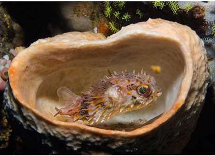 تصاوير زيبا از دنياي شگفت‌انگيز زير آب