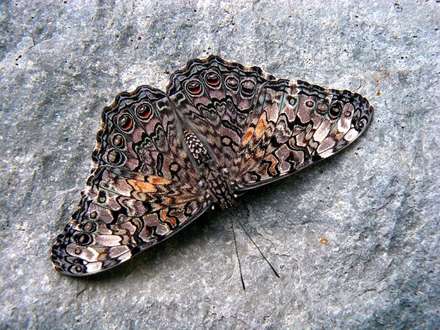 پروانه اي همرنگ سنگ