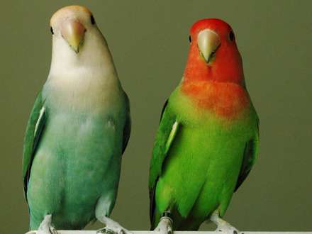 طوطي کوتوله