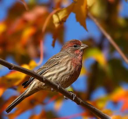 عکس هاي زيباي پاييزي 17