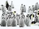 مجمع پنگوئن هاي فرمانروا