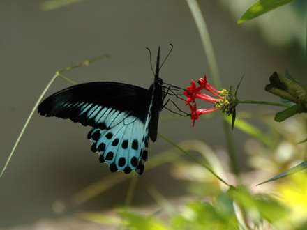 Blue Mormon