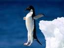 پنگوئن آدلاي در حال شيرجه زدن