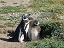 پنگوئن ماژلان و جوجه‌هايش در پاتاگونيا، شيلي