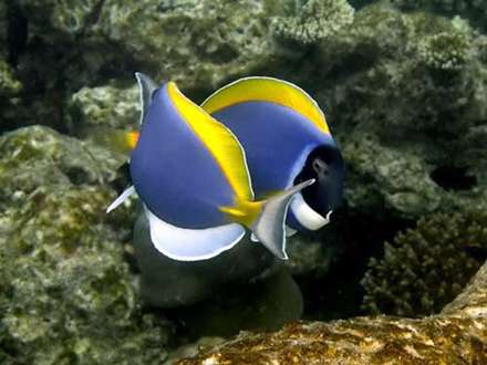 تصاوير زيبا از دنياي شگفت‌انگيز زير آب