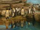 شاه پنگوئن ها در باغ وحش
