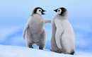 دو تا نوزاد پنگوئن امپراتور