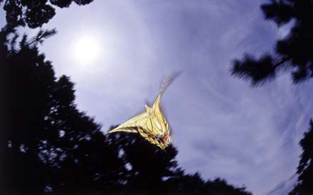 پروانه درحال پرواز