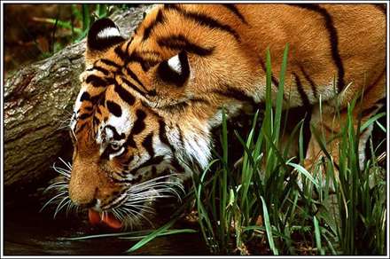 ببر درحال آب خوردن