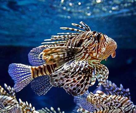 تصاوير زيبا از دنياي شگفت‌انگيز زير آب