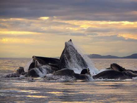 تصويري از چند نهنگ که سرهاي خود را از اب بيرون اورده اند