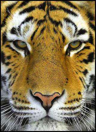 پورته صورت ببر