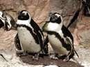 پنگوئن ماژلان