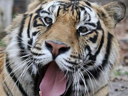 ببر بنگال درحال خميازه كشيدن