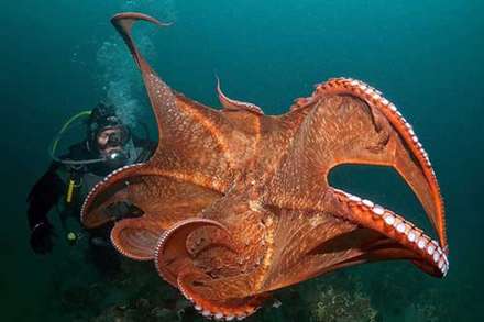 تصاوير زيبا از دنياي شگفت‌انگيز زير آب