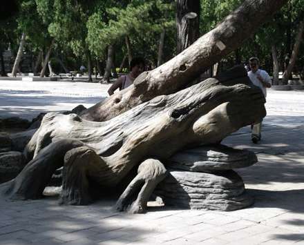 درختان شگفت انگيز