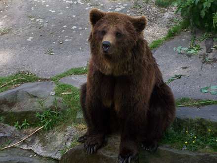 خرس قهوه‌اي غمگين