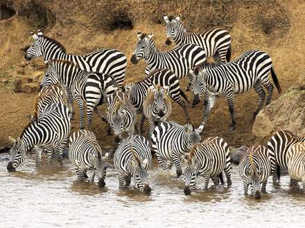 حيوان راه راه