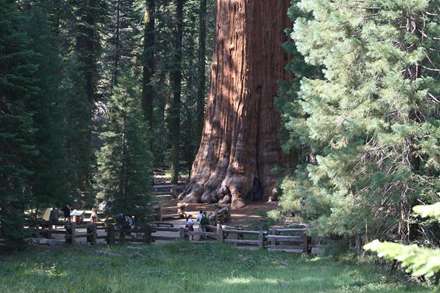 درختان شگفت انگيز