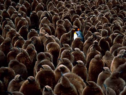 نوزادهاي پنگوئن شاه