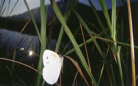 پروانه سفيد