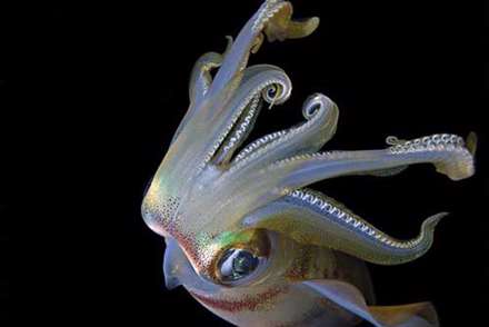 تصاوير زيبا از دنياي شگفت‌انگيز زير آب