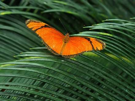 پروانه نارنجي