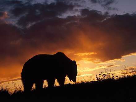 خرس ماجراجو