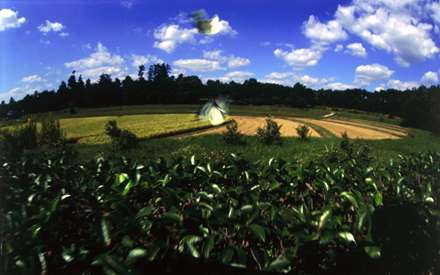 دو پروانه در يك منظره